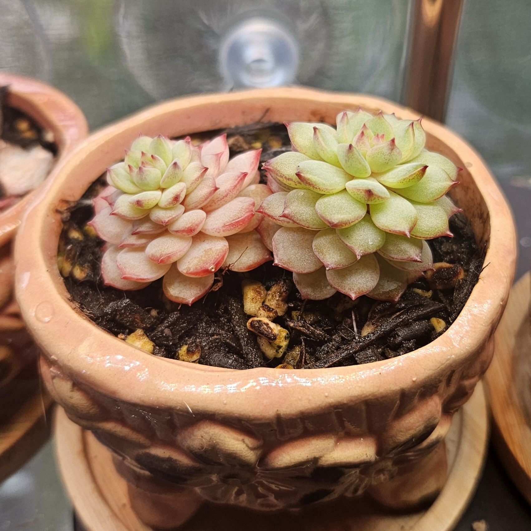 Photo of the plant species Echeveria 'White Minima' by @gudfridur named White minima on Greg, the plant care app