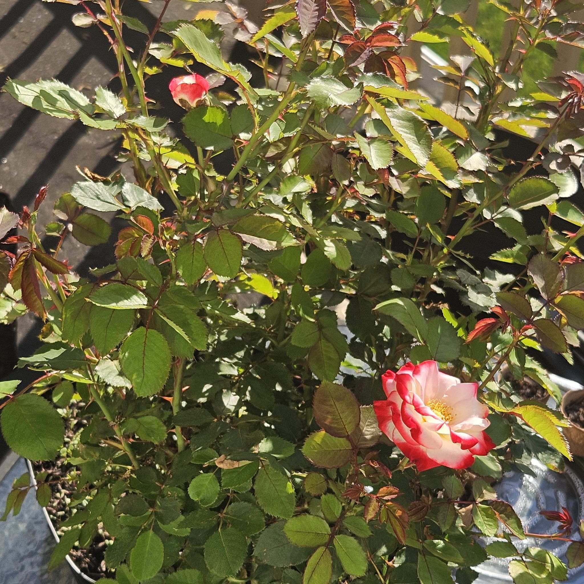 Photo of the plant species Rosa floribunda 'White Lies' by @gudfridur named White Lies on Greg, the plant care app