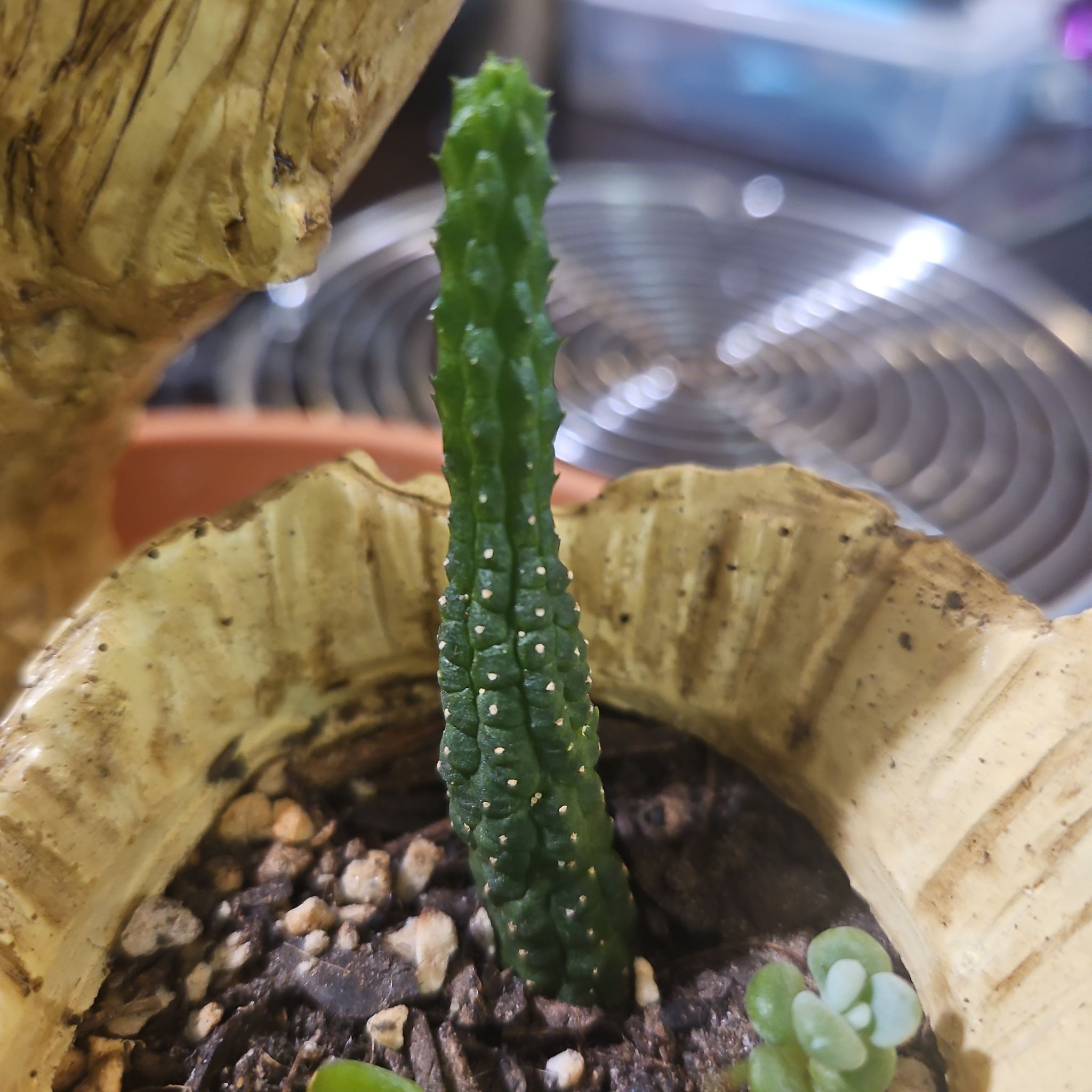 Photo of the plant species Echidnopsis nubica by @gudfridur named Nubican Echinopsis on Greg, the plant care app