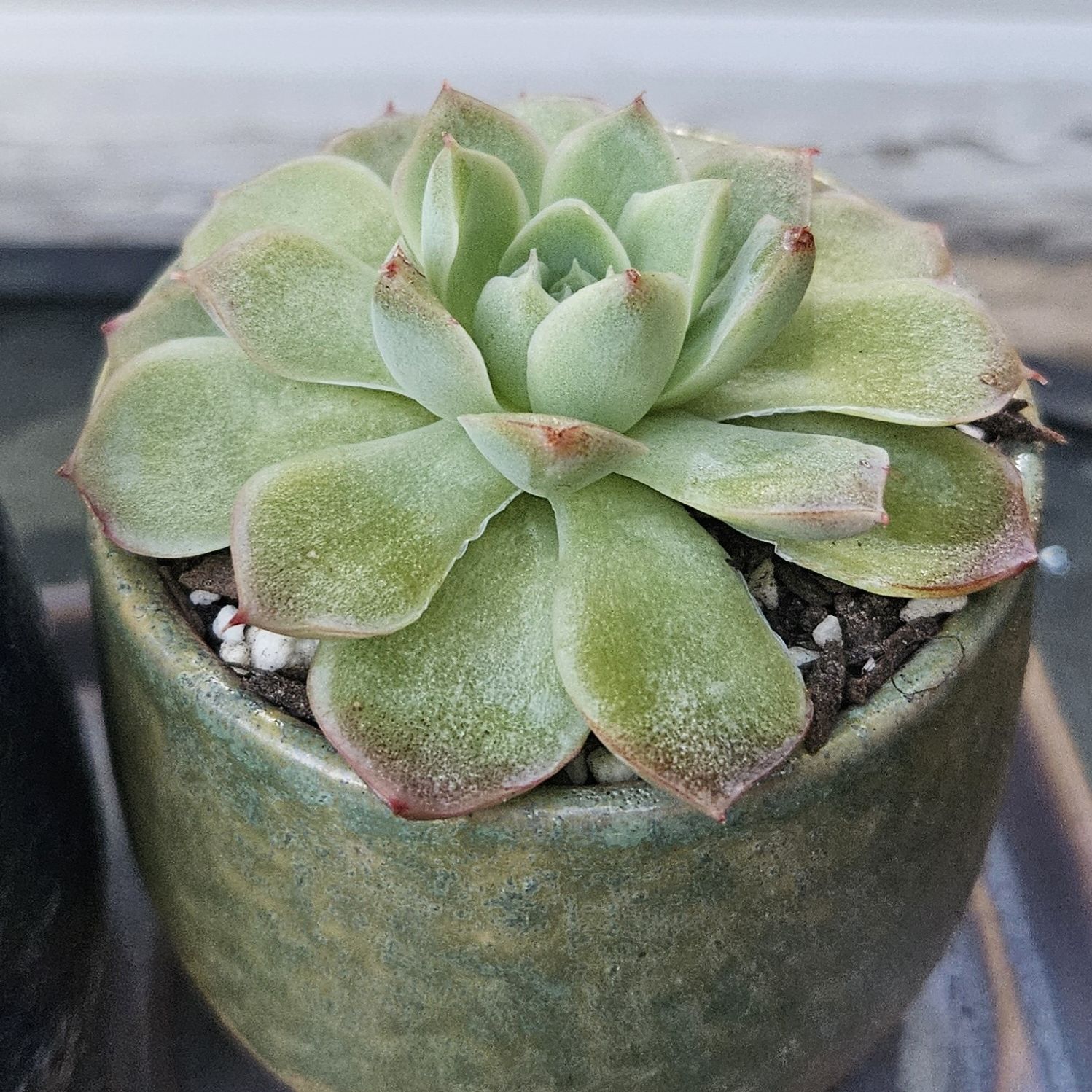 Photo of the plant species Echeveria 'Starlite' by @gudfridur named Starlite on Greg, the plant care app