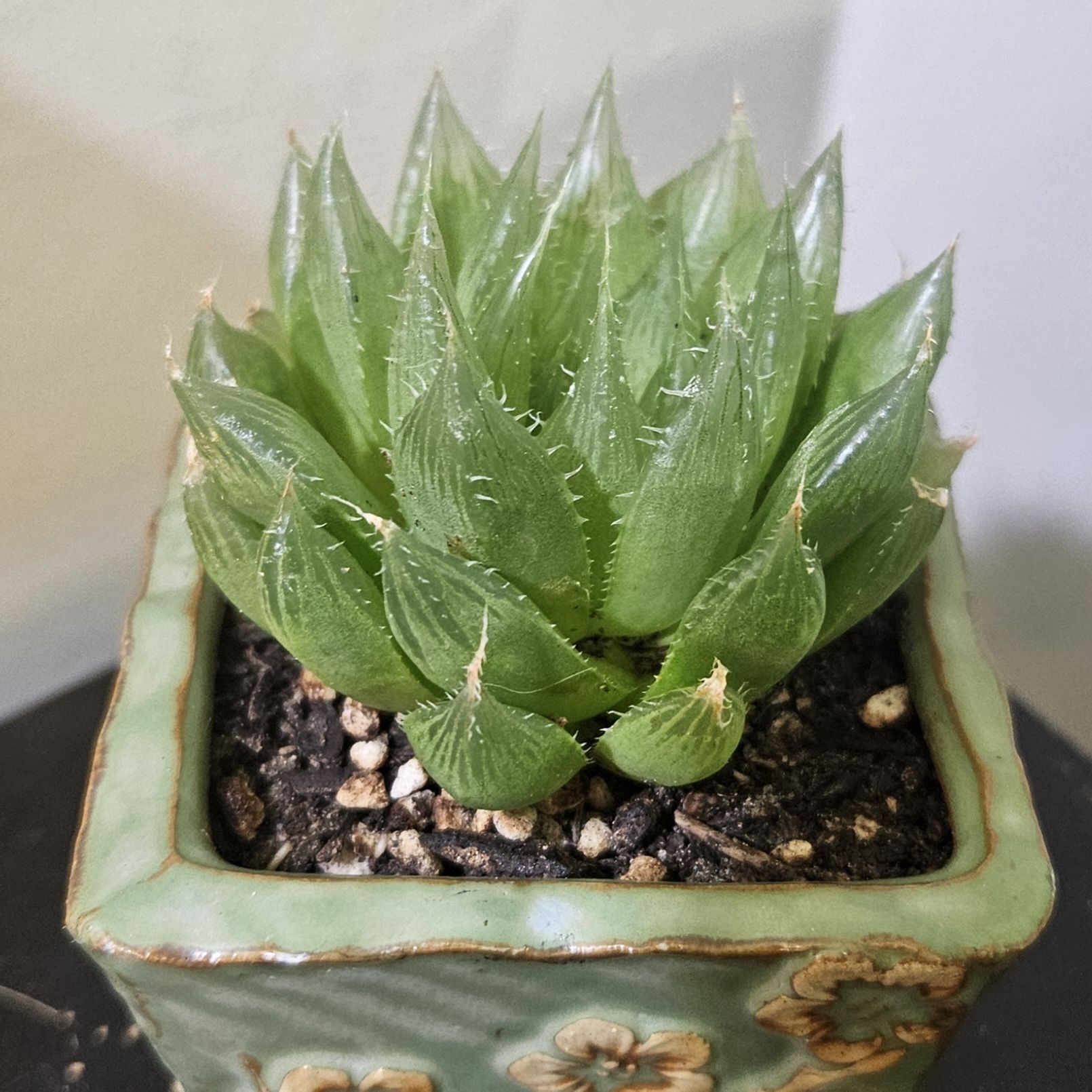 Photo of the plant species Haworthia obesa by @gudfridur named Cathedral Windows on Greg, the plant care app