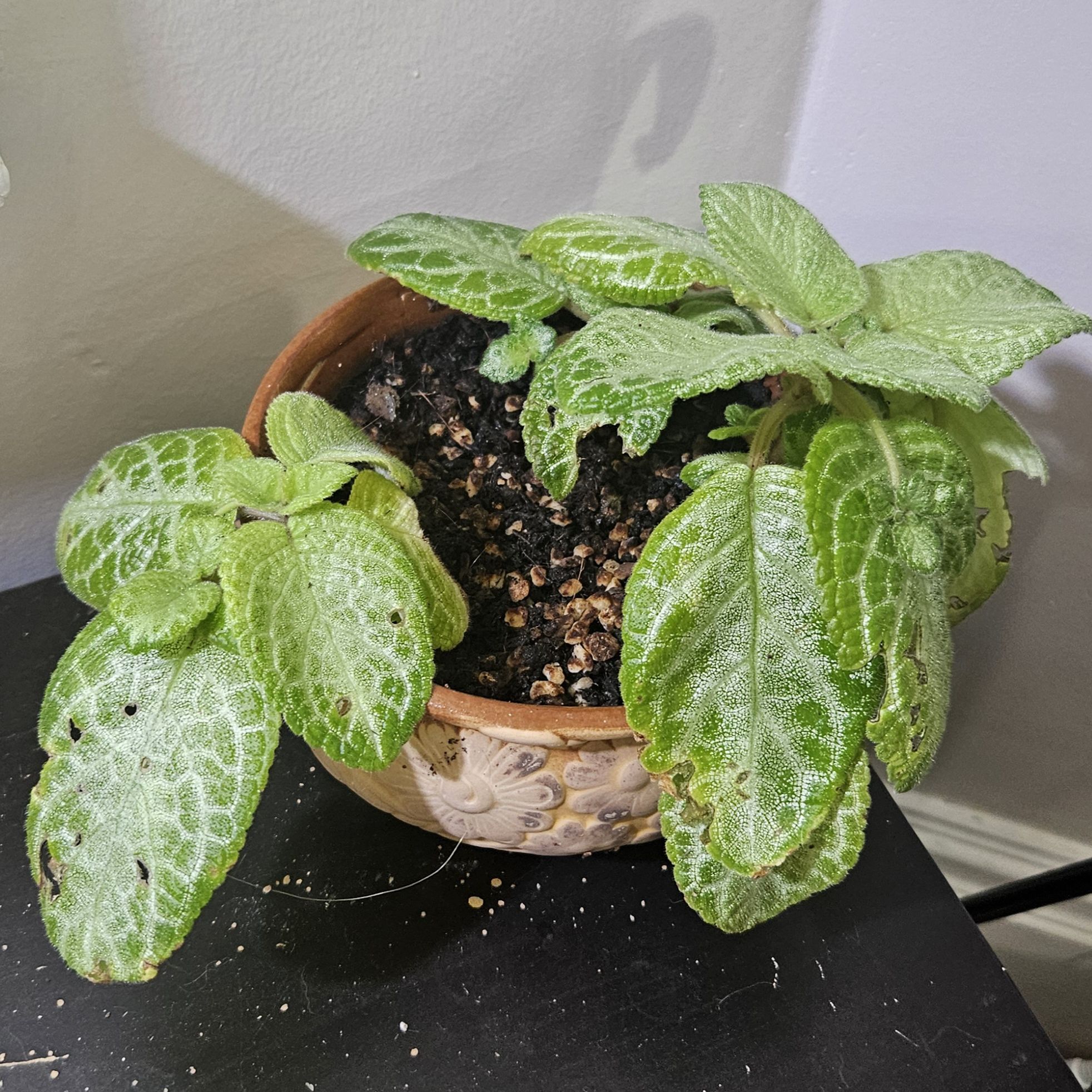 Plant care for Flame Violet Silver Pinky on Greg, the plant care app