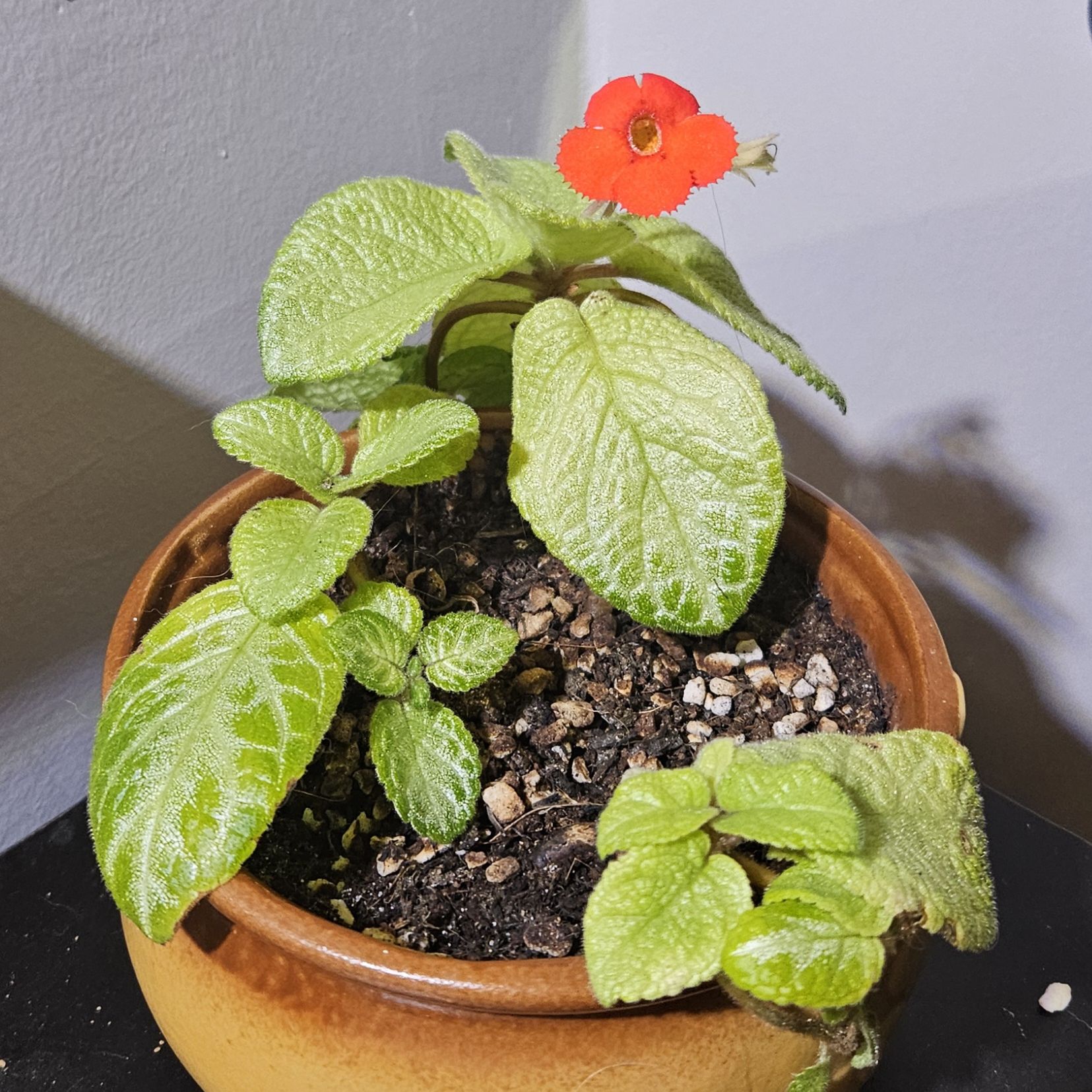 Photo of the plant species Spring Fling Flame Violet by @gudfridur named Spring Fling Flame Violet on Greg, the plant care app