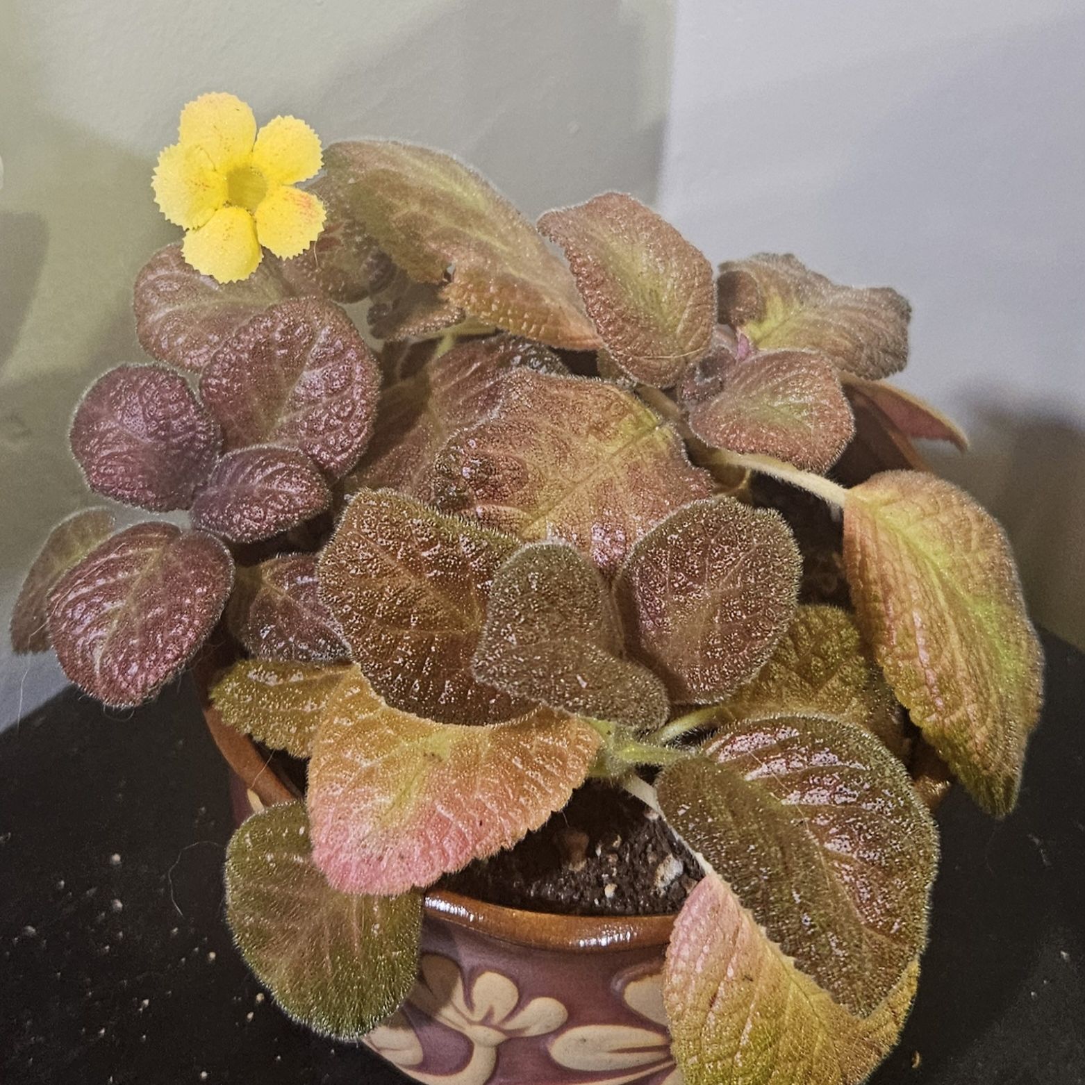 Photo of the plant species Episcia 'Strawberry Patch' by @gudfridur named Strawberry Patch Flame Violet on Greg, the plant care app