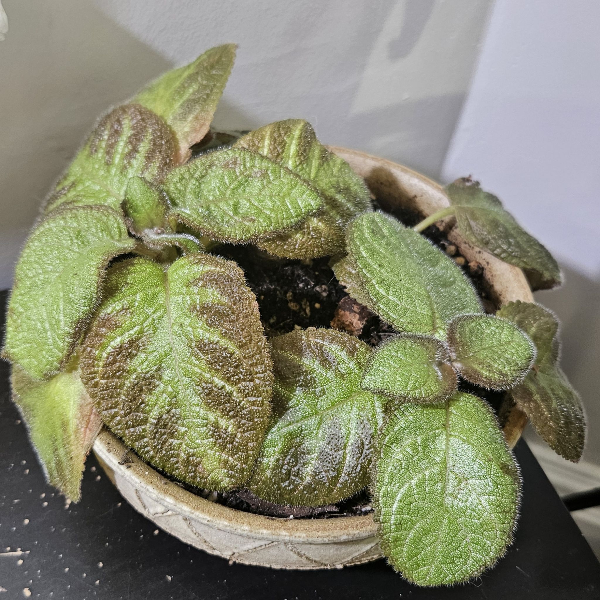 Photo of the plant species Episcia 'Pink Panther' by @gudfridur named Pink Panther Flame Violet on Greg, the plant care app