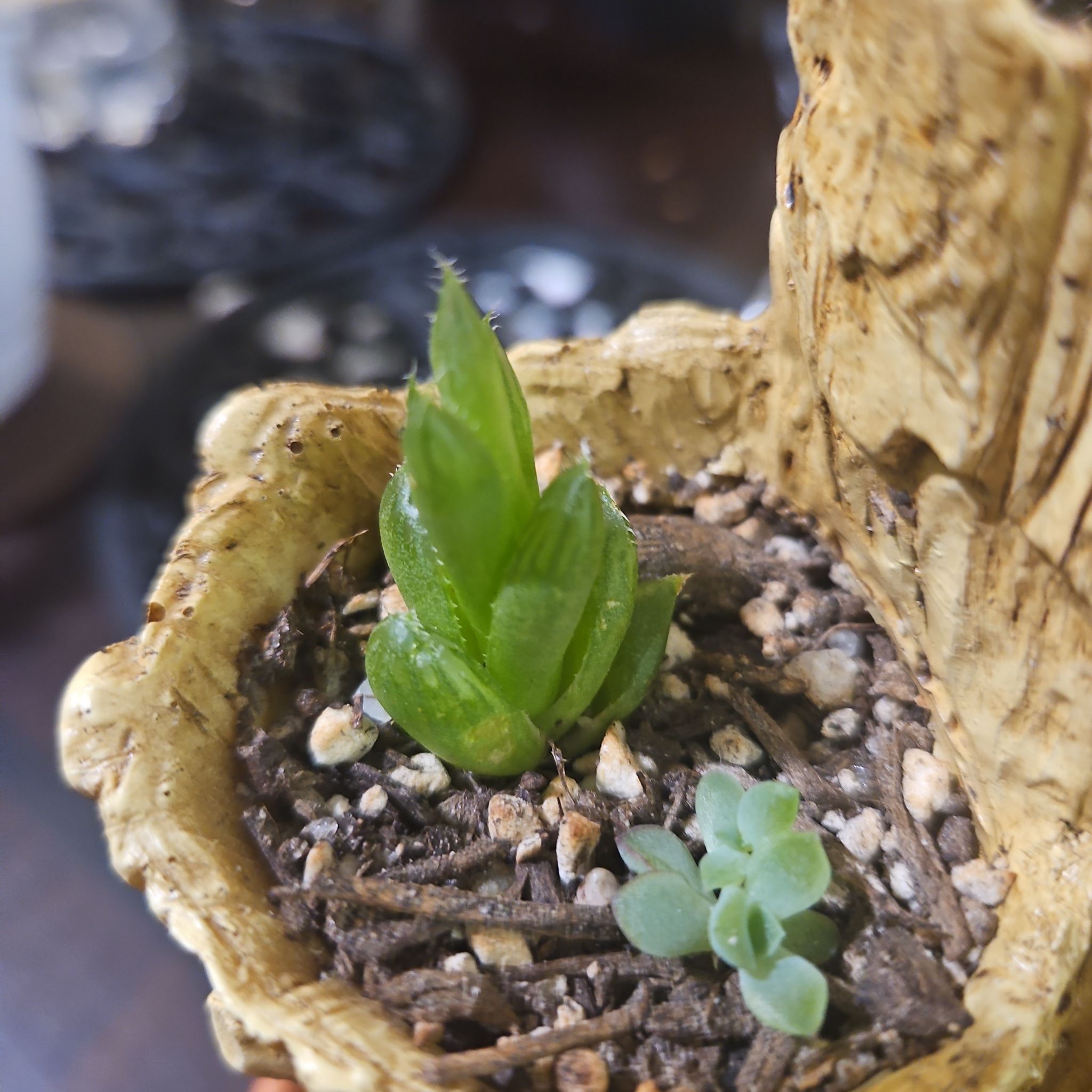 Photo of the plant species Haworthia obesa by @gudfridur named Cathedral Window pup on Greg, the plant care app