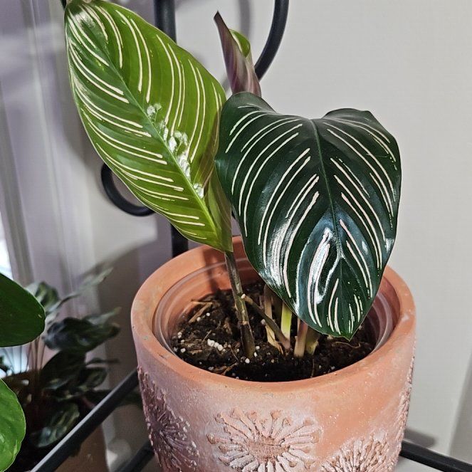 Photo of the plant species Pin-Stripe Calathea by @gudfridur named Pin-stripe Calathea on Greg, the plant care app