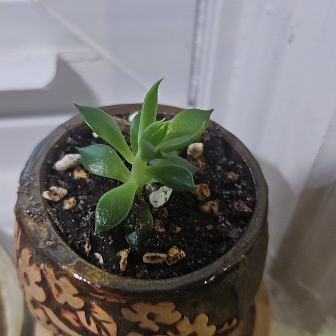 Photo of the plant species Black Echeveria by @gudfridur named Wall-E on Greg, the plant care app