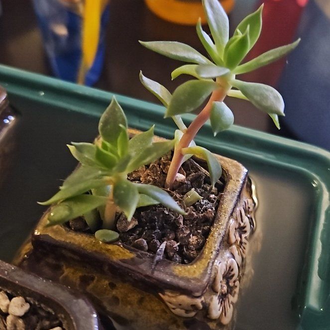 Photo of the plant species Black Knight by @gudfridur named Black Knight on Greg, the plant care app