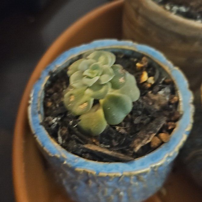 Photo of the plant species Echeveria Brown Rose by @gudfridur named E. Brown Rose on Greg, the plant care app