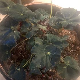Photo of the plant species Rex Begonia by @SisterlyWavycap named Hemingway on Greg, the plant care app
