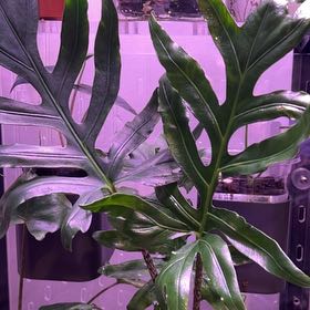 Photo of the plant species Alocasia 'Pink Passion' by @Lizsims named Gomez on Greg, the plant care app