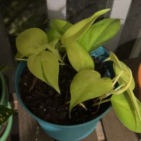 Photo of the plant species cordatum neon by @Abbyweiss named Fernie Mac on Greg, the plant care app