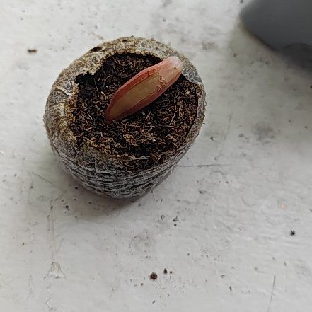 Photo of the plant species Succulent by @SweetAtlascedar named Khaleesi on Greg, the plant care app