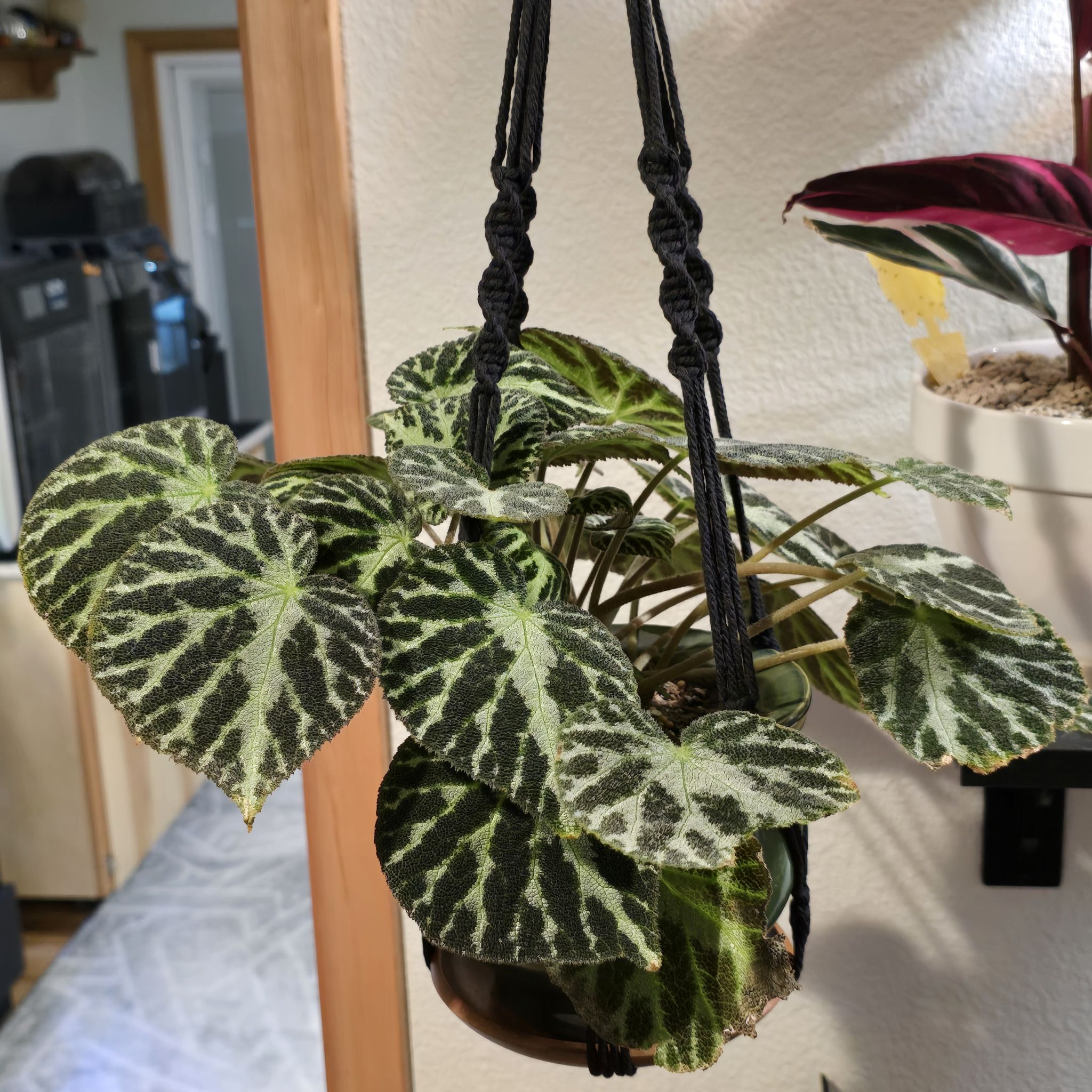 Photo of the plant species Fuzzy Begonia by @BadReligion named Silver on Greg, the plant care app