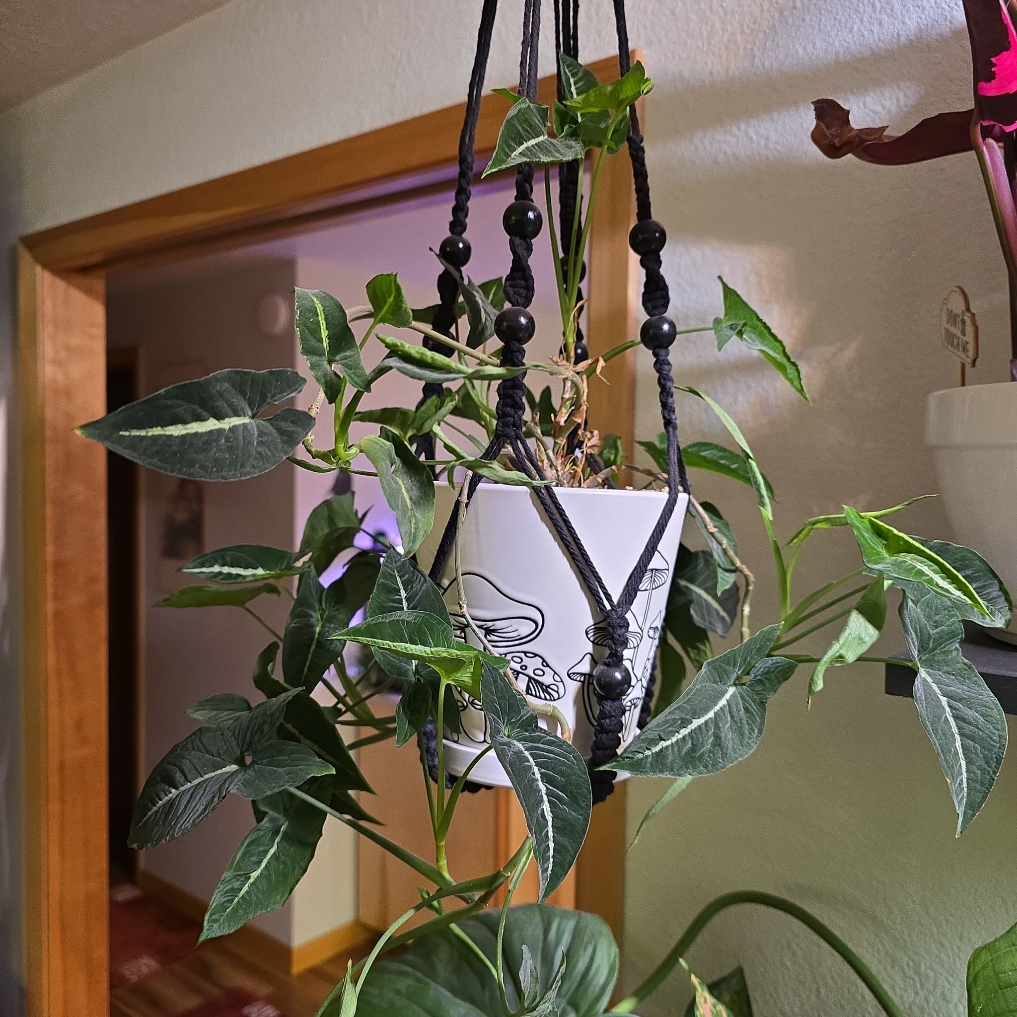 Photo of the plant species Arrrowhead Plant by @BadReligion named Goose on Greg, the plant care app