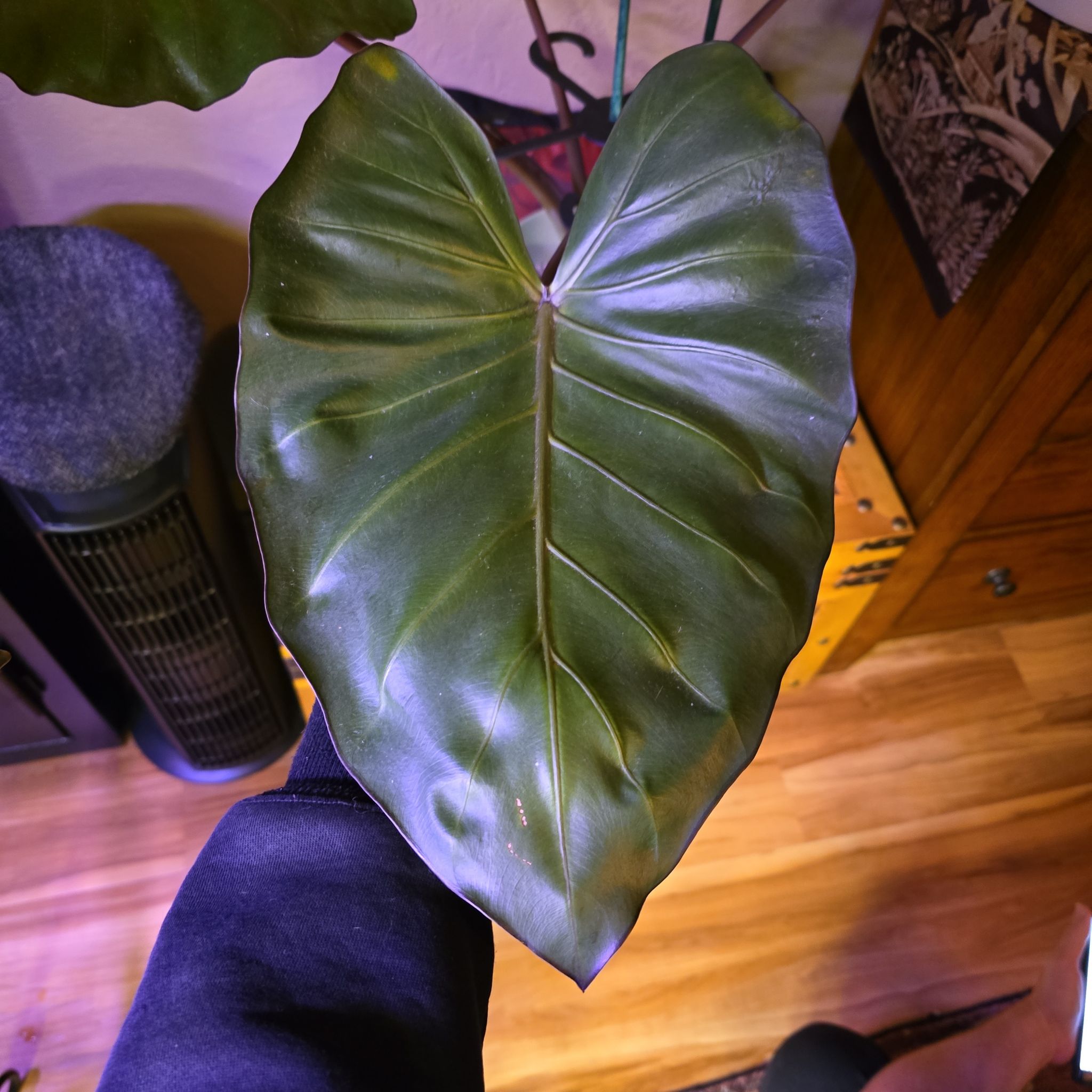 Photo of the plant species Alocasia 'Black Stem' by @BadReligion named Black Stem on Greg, the plant care app