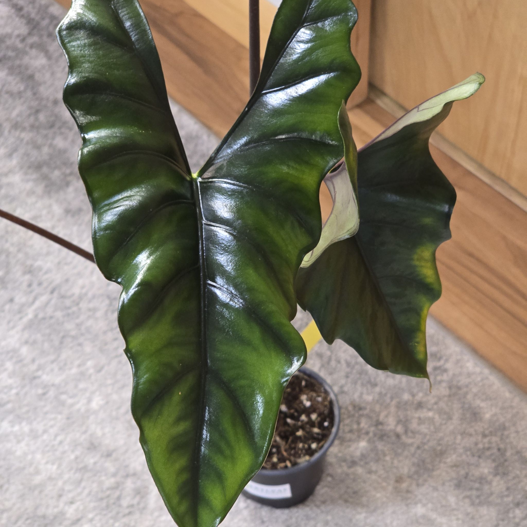 Photo of the plant species Purple Cloak Alocasia by @BadReligion named Cloak on Greg, the plant care app