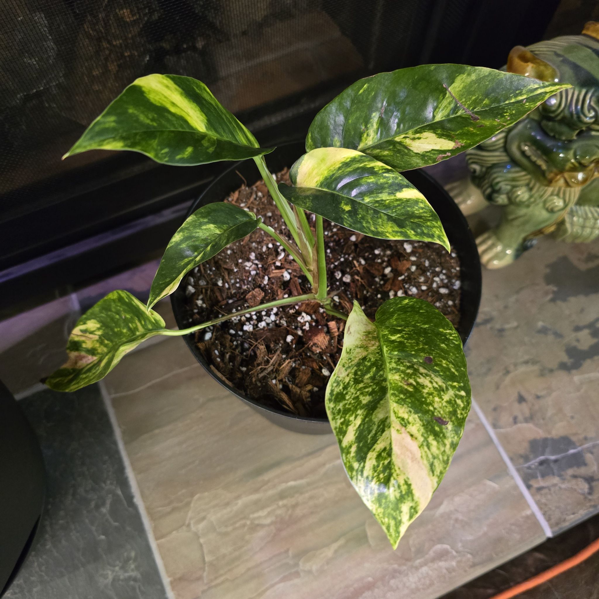 Photo of the plant species Epipremnum 'Sunburst' by @BadReligion named Sunburst on Greg, the plant care app