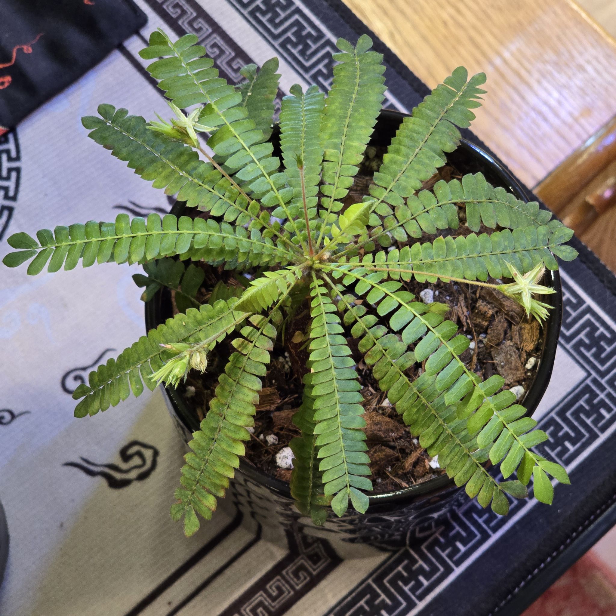 Photo of the plant species Little Tree Plant by @BadReligion named Sensitive on Greg, the plant care app