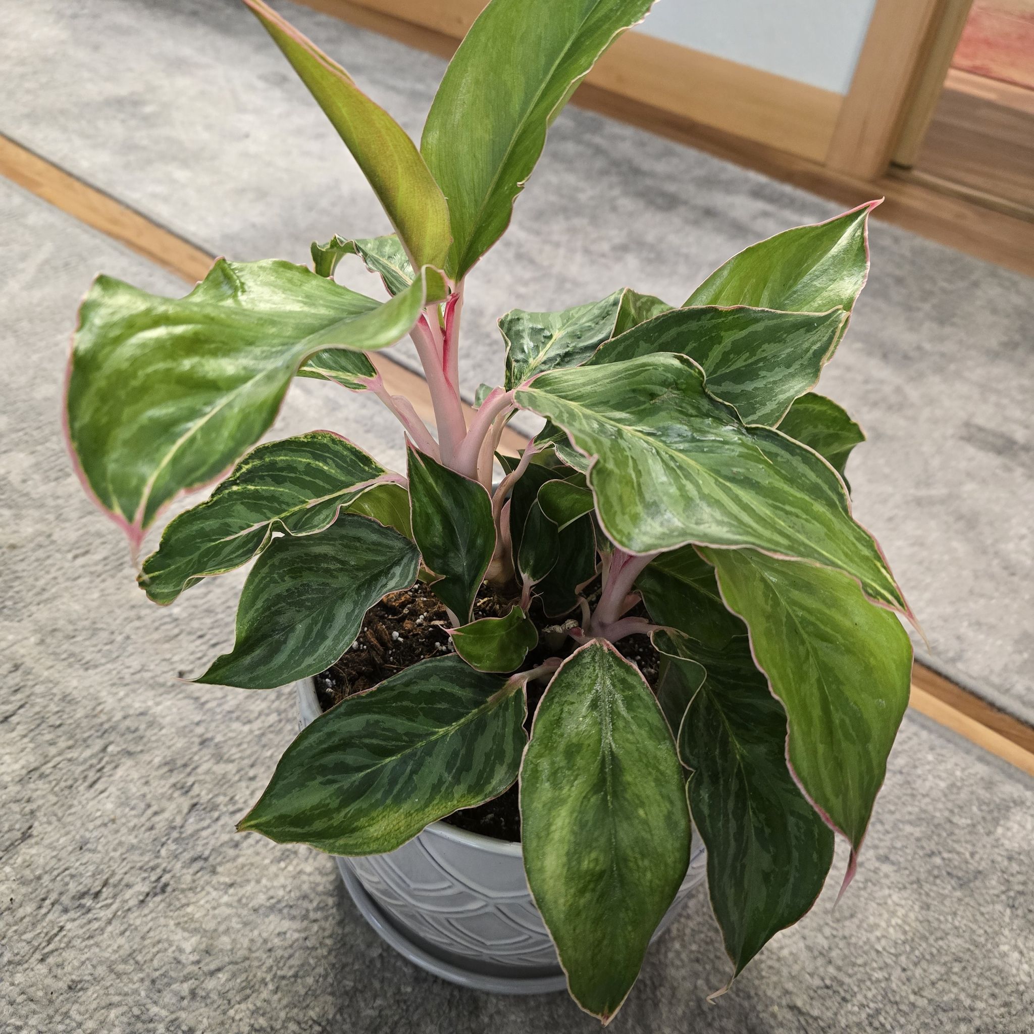 Photo of the plant species aglaonema moonstone by @BadReligion named Moonstone on Greg, the plant care app
