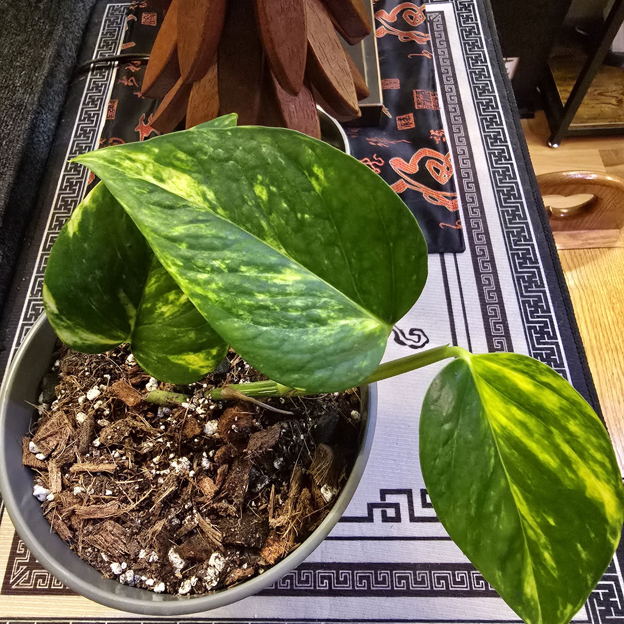 Photo of the plant species Glitter Goddess Pothos by @BadReligion named Glitter on Greg, the plant care app