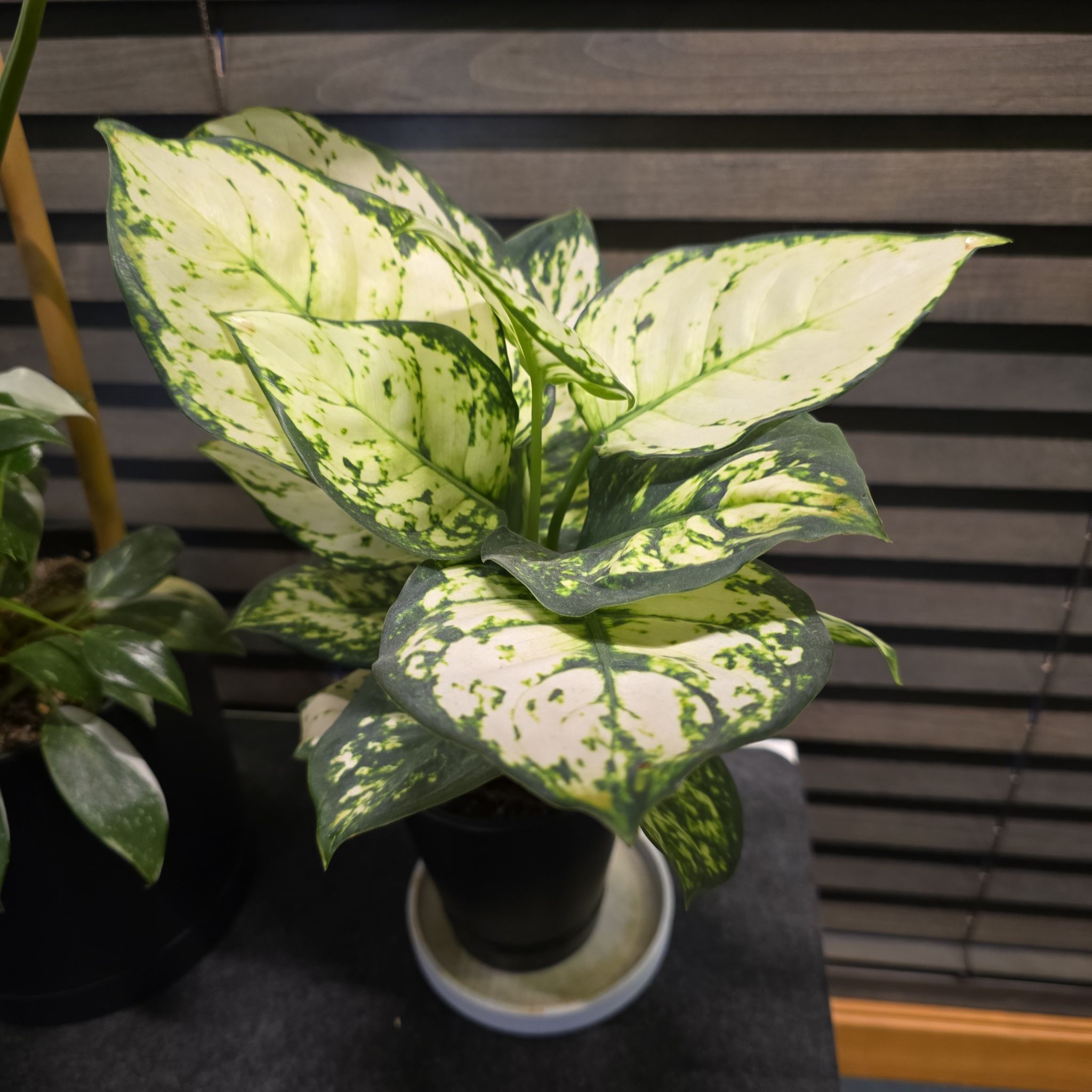 Photo of the plant species Aglaonema 'Super White' by @BadReligion named Super White on Greg, the plant care app