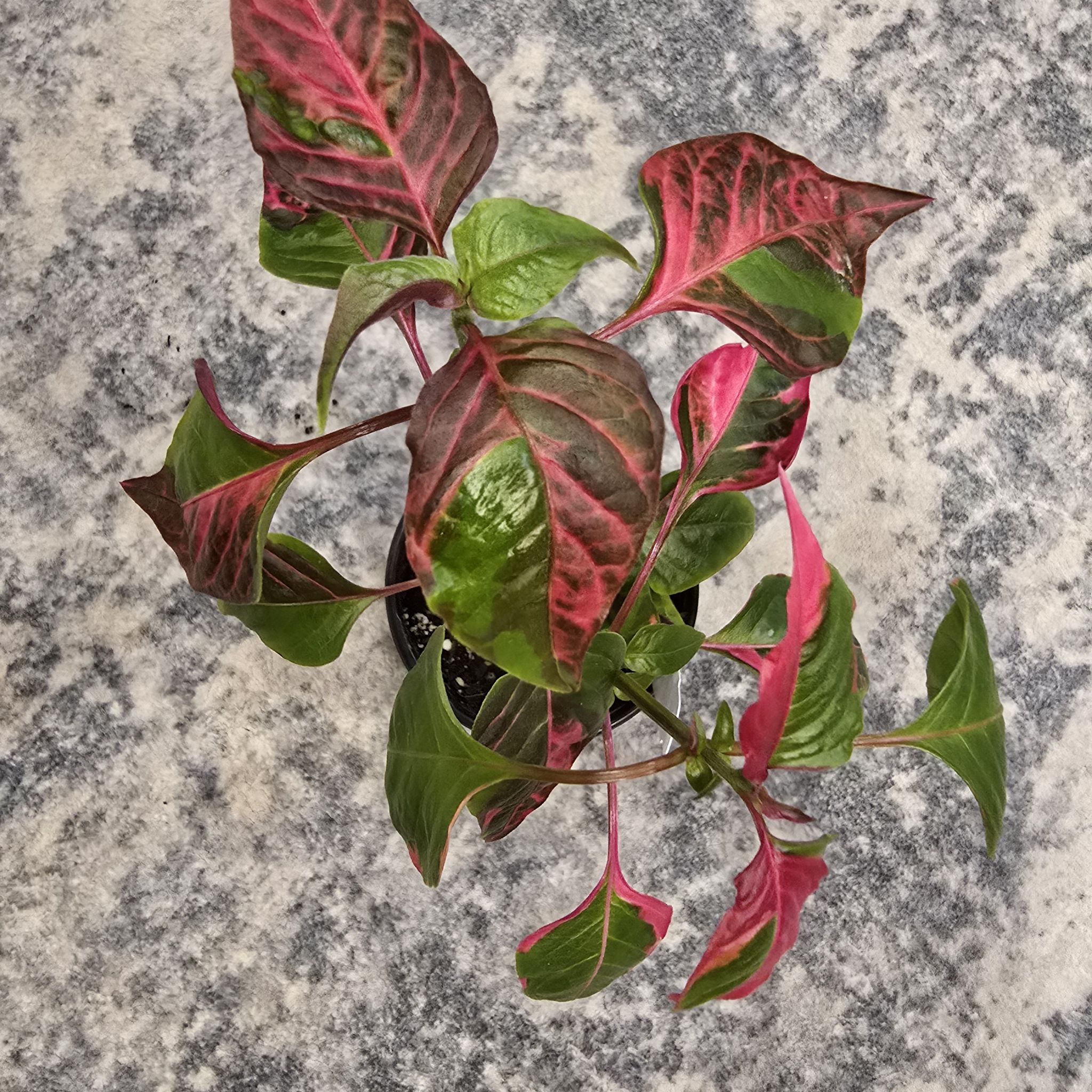 Photo of the plant species Joseph's Coat 'Partytime' by @BadReligion named Party Time on Greg, the plant care app