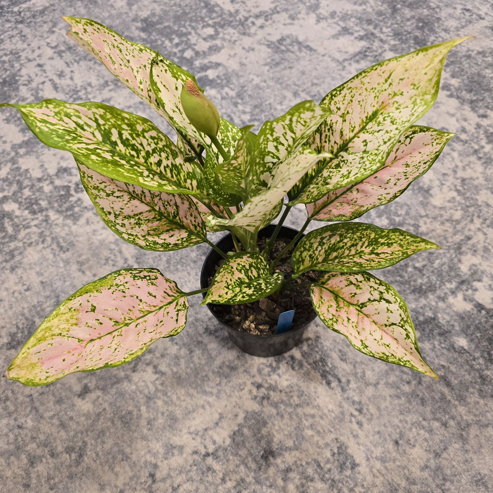 Photo of the plant species Pink Princess Aglaonema by @BadReligion named Dalmatian on Greg, the plant care app