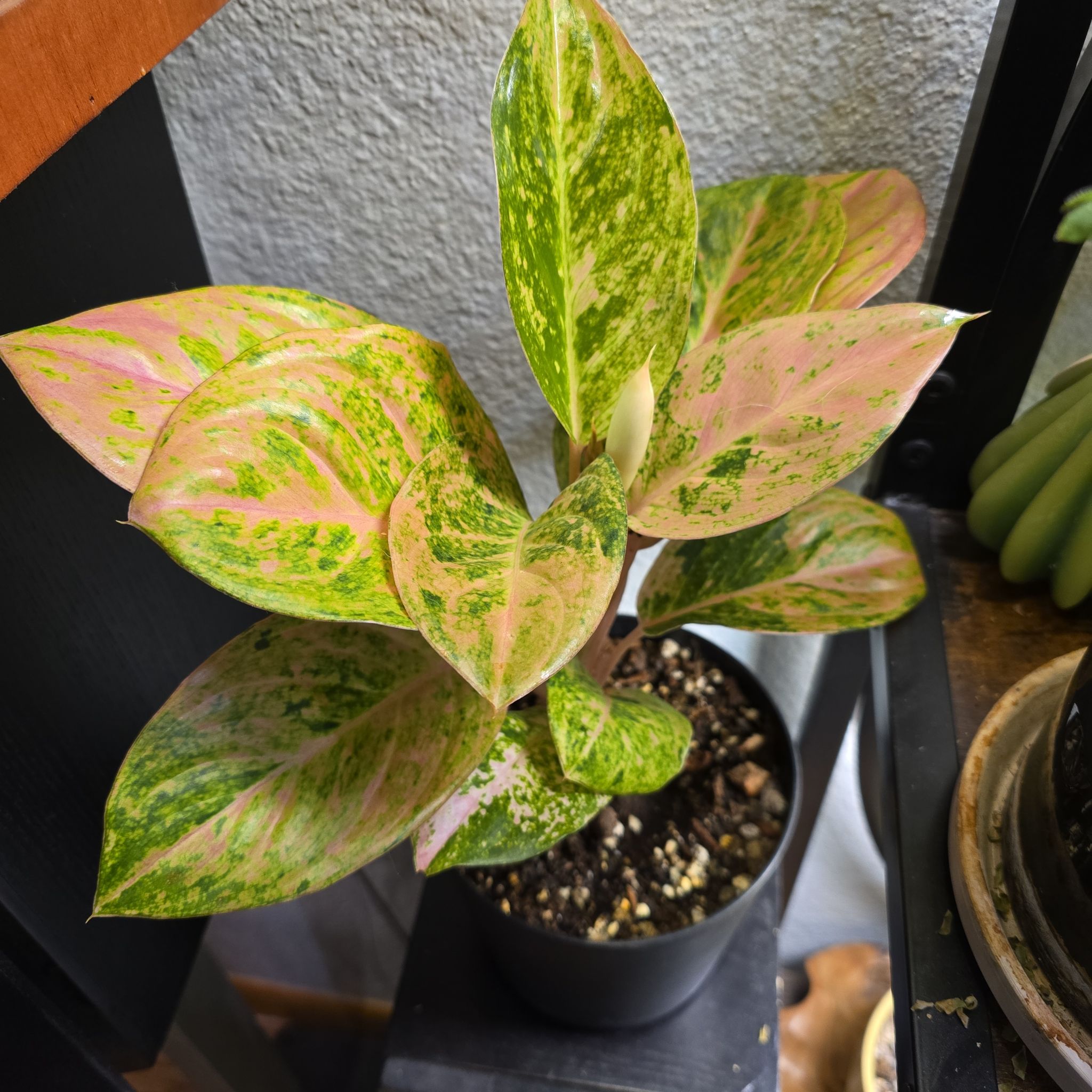 Photo of the plant species Pink Emerald Chinese Evergreen by @BadReligion named Pink Emerald on Greg, the plant care app