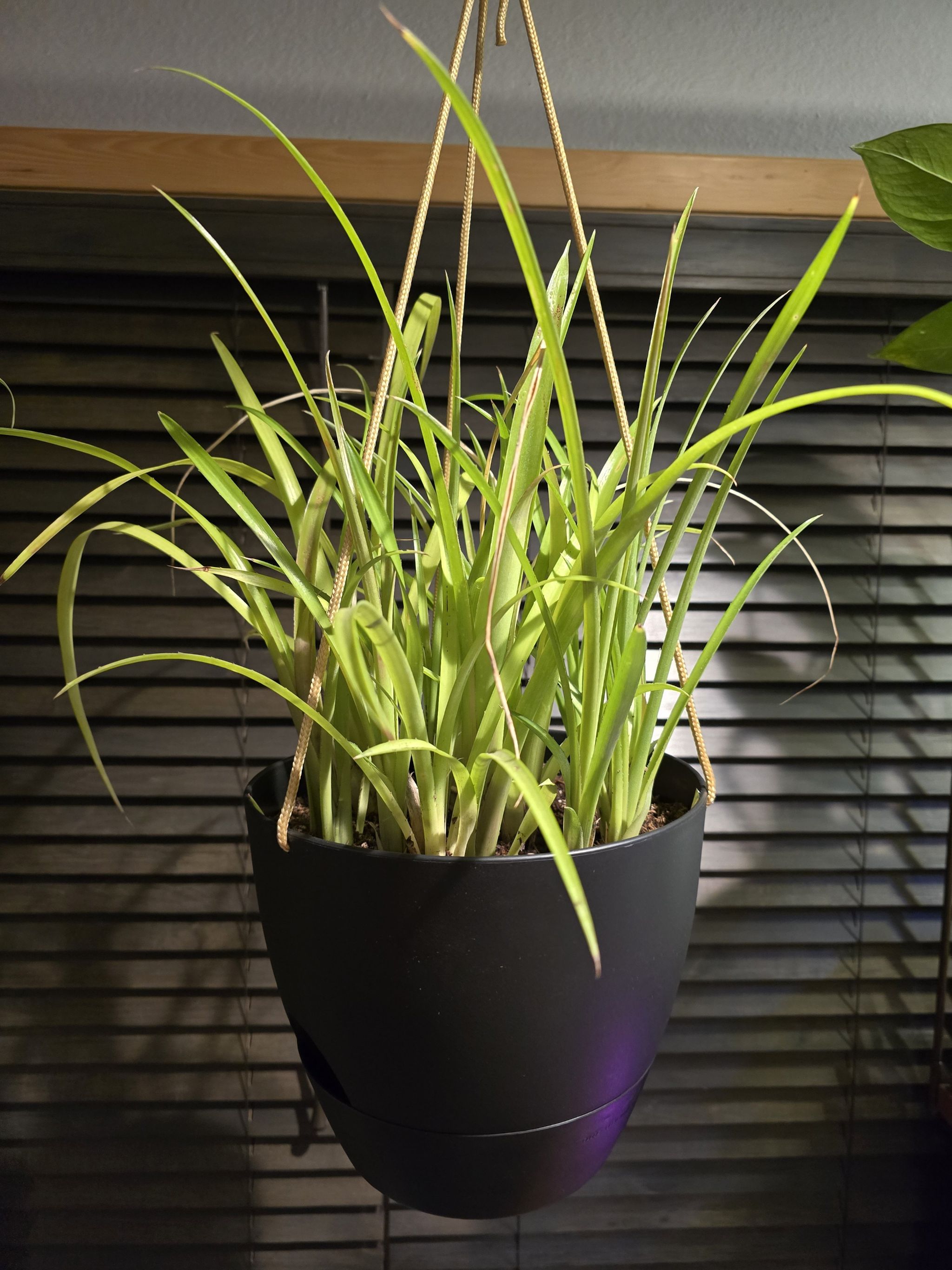 Photo of the plant species Queen's Tears by @BadReligion named Queen on Greg, the plant care app