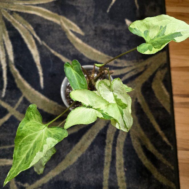 Photo of the plant species Arrowhead Plant by @BadReligion named King on Greg, the plant care app
