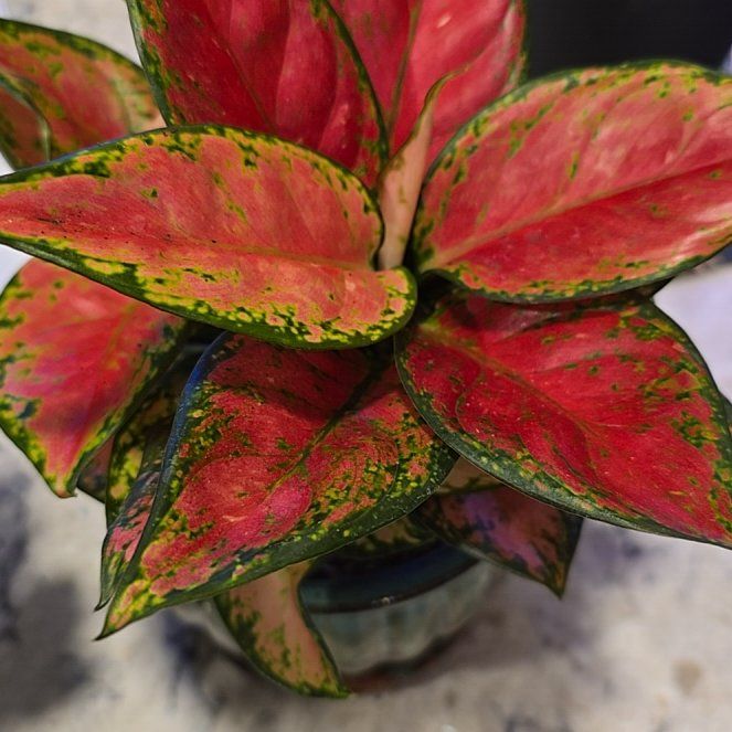 Photo of the plant species Anglaonema Black Maroon by @BadReligion named Black Maroon on Greg, the plant care app