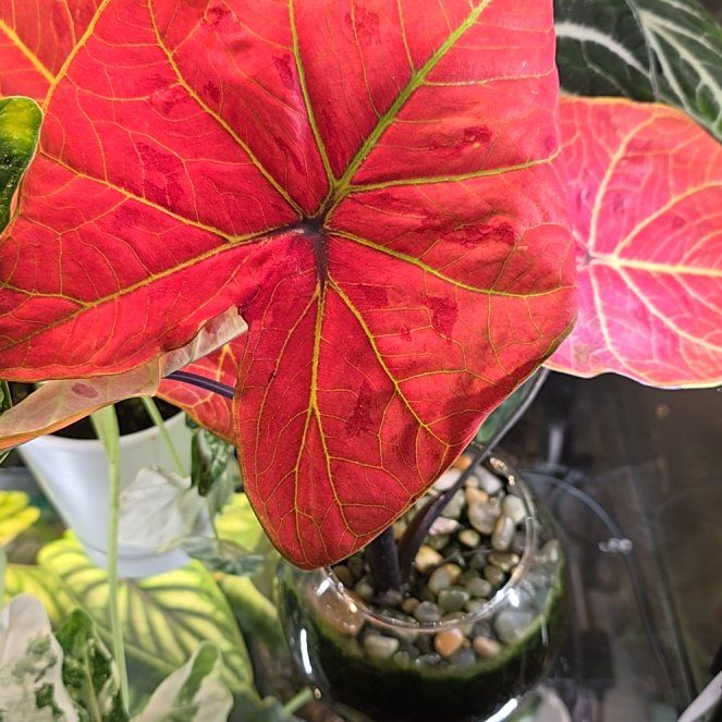 Photo of the plant species Caladium 'Pink' by @BadReligion named New Wave on Greg, the plant care app