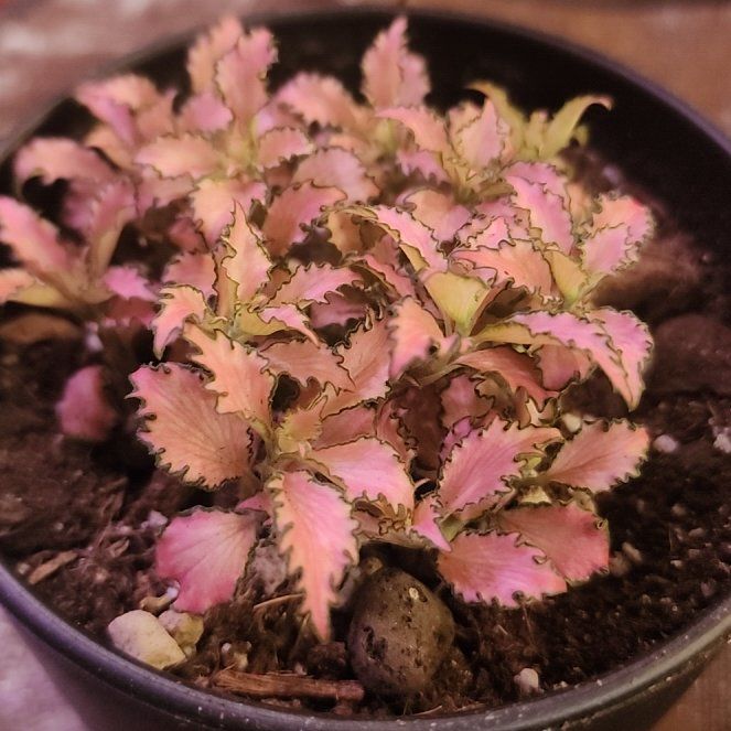Photo of the plant species Pink Angel Nerve Plant by @BadReligion named Sproutacus on Greg, the plant care app