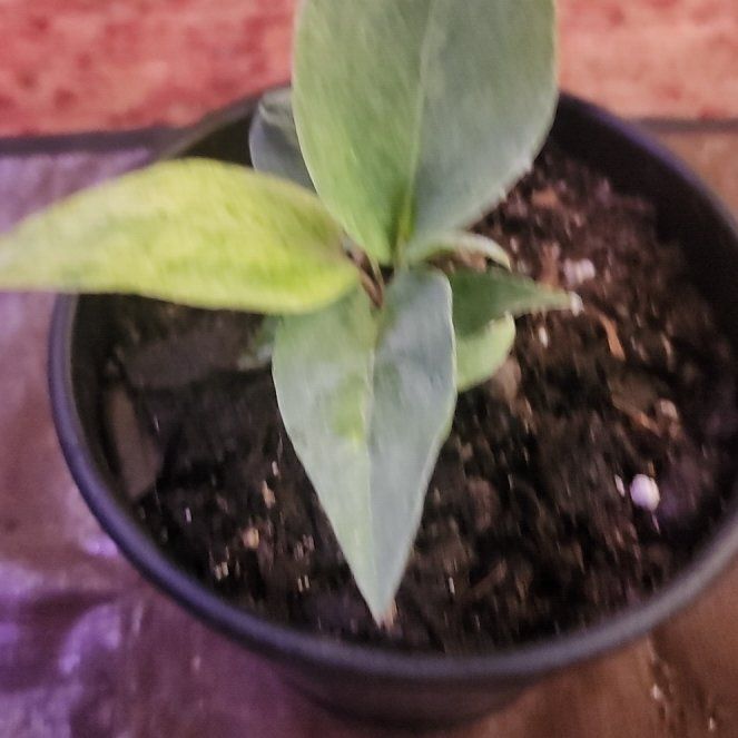 Photo of the plant species Variegated Hookeri by @BadReligion named Einstein on Greg, the plant care app