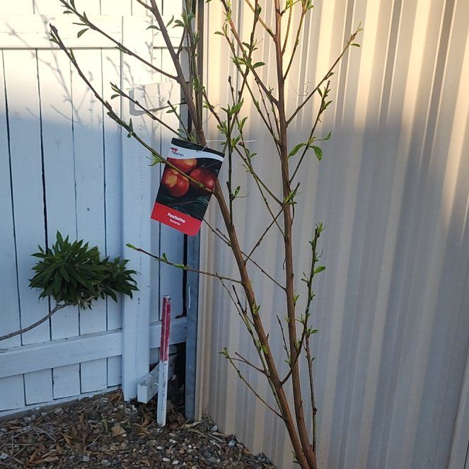 Photo of the plant species July Prince Peach Tree by @SlickHedgemaple named Sonora on Greg, the plant care app
