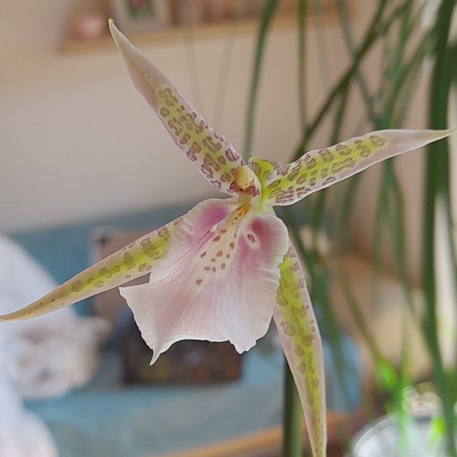 Photo of the plant species Spider Orchid by @ShrewdWoodavens named Budulínek on Greg, the plant care app