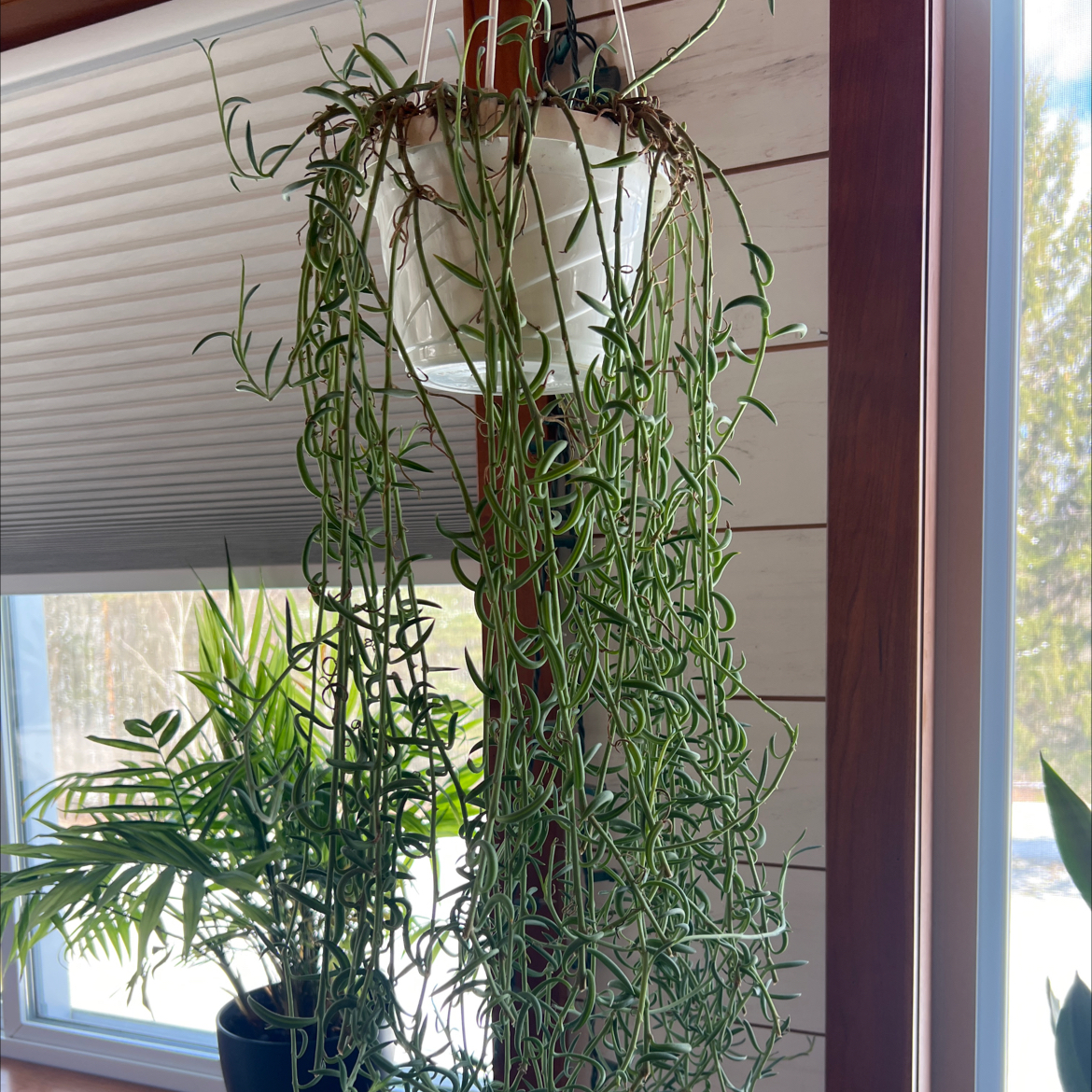 Photo of the plant species String of Fishhooks by @GrandCrowgarlic named Capt Hook on Greg, the plant care app