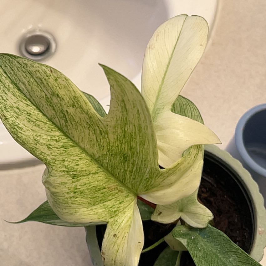 Photo of the plant species Philo Ghost by @ChampSealettuce named Zeus on Greg, the plant care app