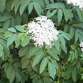 Photo of the plant species American Black Elderberry by @ZealfulMorombe named Girlfrond on Greg, the plant care app