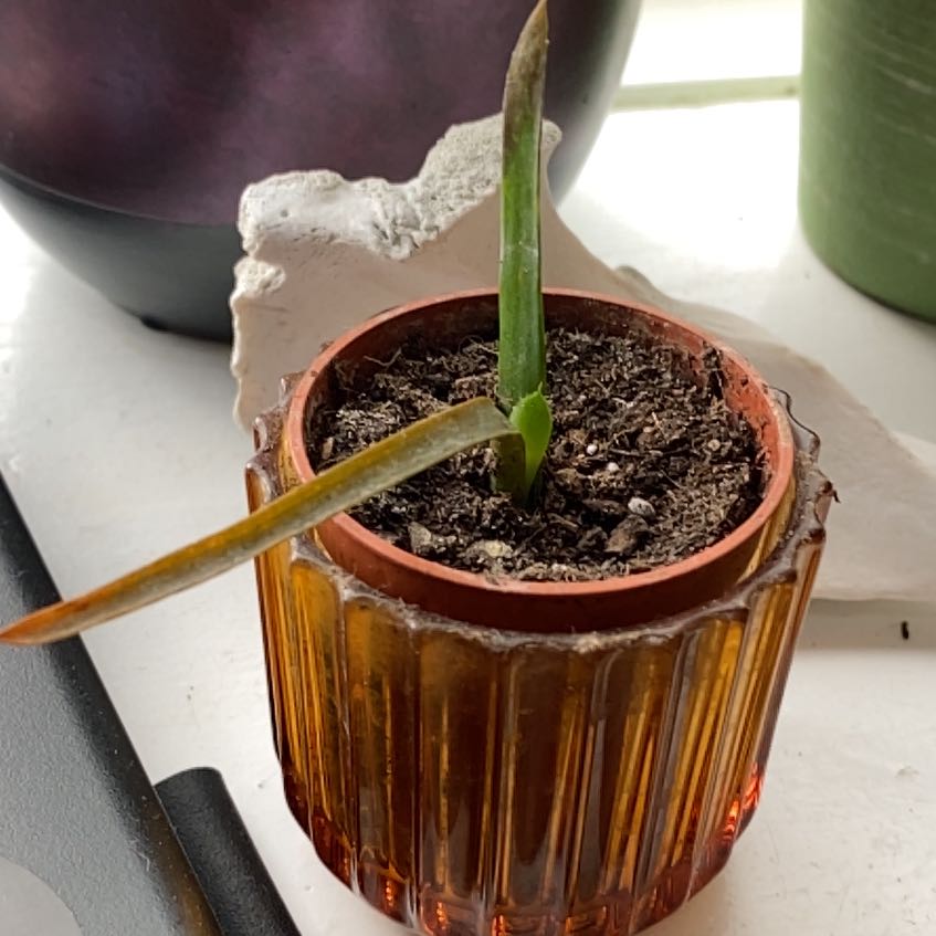 Photo of the plant species Dwarf Clone by @SatisfiedOmnom named Figyonce on Greg, the plant care app