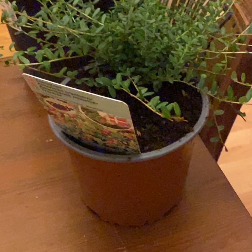 Photo of the plant species American Cranberry by @SatisfiedOmnom named Curie on Greg, the plant care app