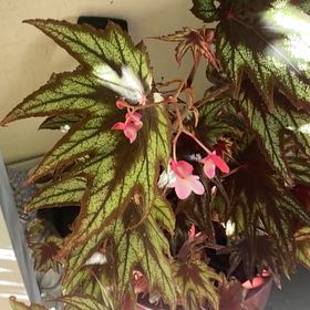Photo of the plant species Begonia Little Brother Montgomery by @Walkingmyth named Spike Leaves on Greg, the plant care app