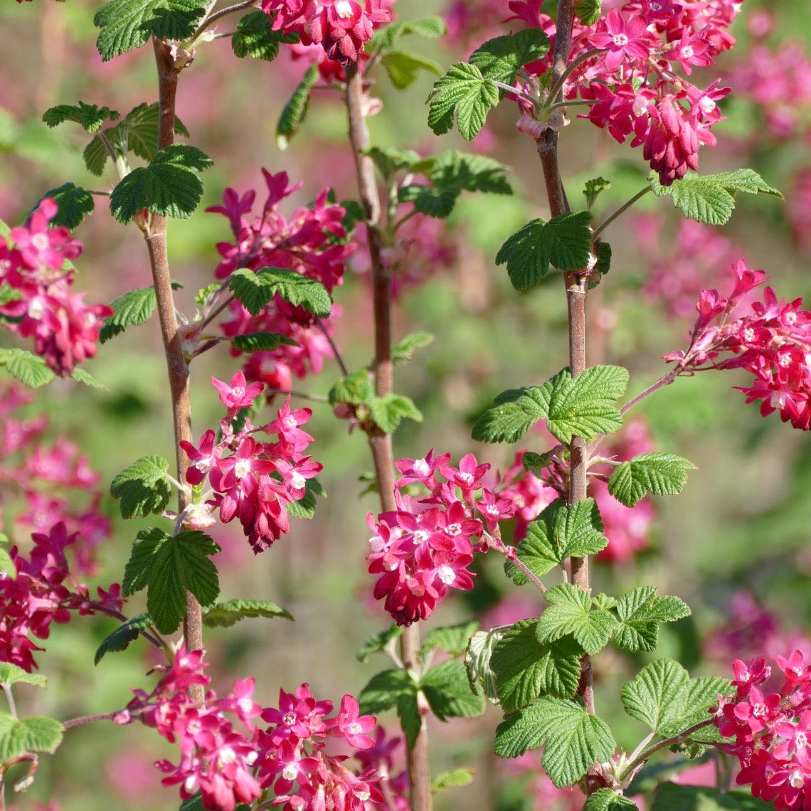 Photo of the plant species Currant by @Walkingmyth named Terra on Greg, the plant care app