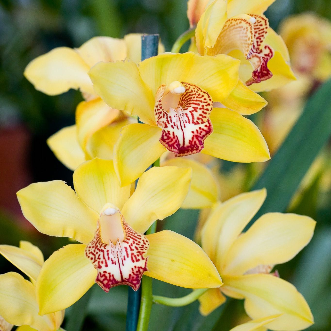 Photo of the plant species Cymbidium Orchid by @Walkingmyth named Willow on Greg, the plant care app