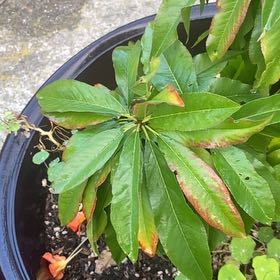 Photo of the plant species Fantasia Nectarine by @Walkingmyth named Queen on Greg, the plant care app