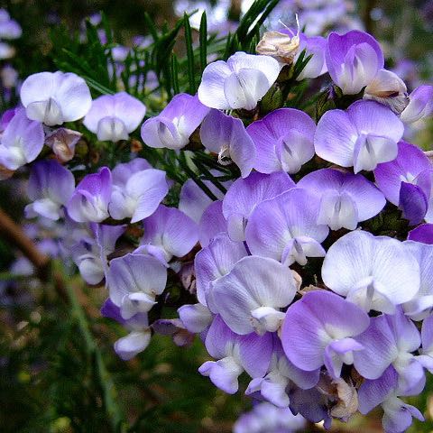 Photo of the plant species Fountain Bush by @Walkingmyth named Orlando Bloom on Greg, the plant care app