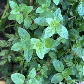 Photo of the plant species Coyote Mint by @Walkingmyth named Mollie on Greg, the plant care app