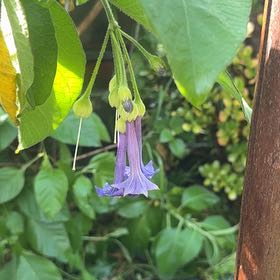 Photo of the plant species Iachroma by @Walkingmyth named Isadora on Greg, the plant care app